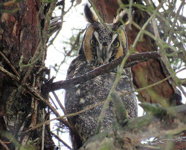 Owls of Ohio Lake Metroparks
